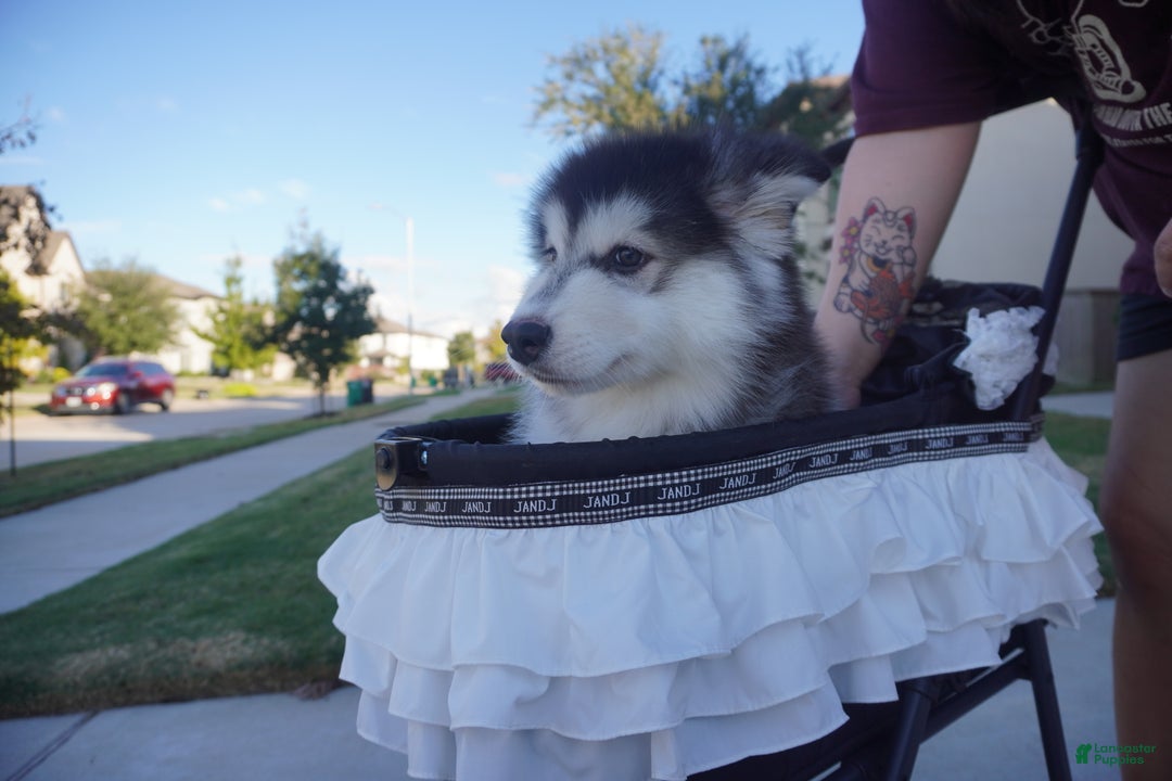 Alaskan Malamute dogs for sale: Xiao Hong - Ad 16