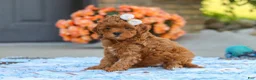 Cavapoo dogs for sale: Fiona - Ad 3