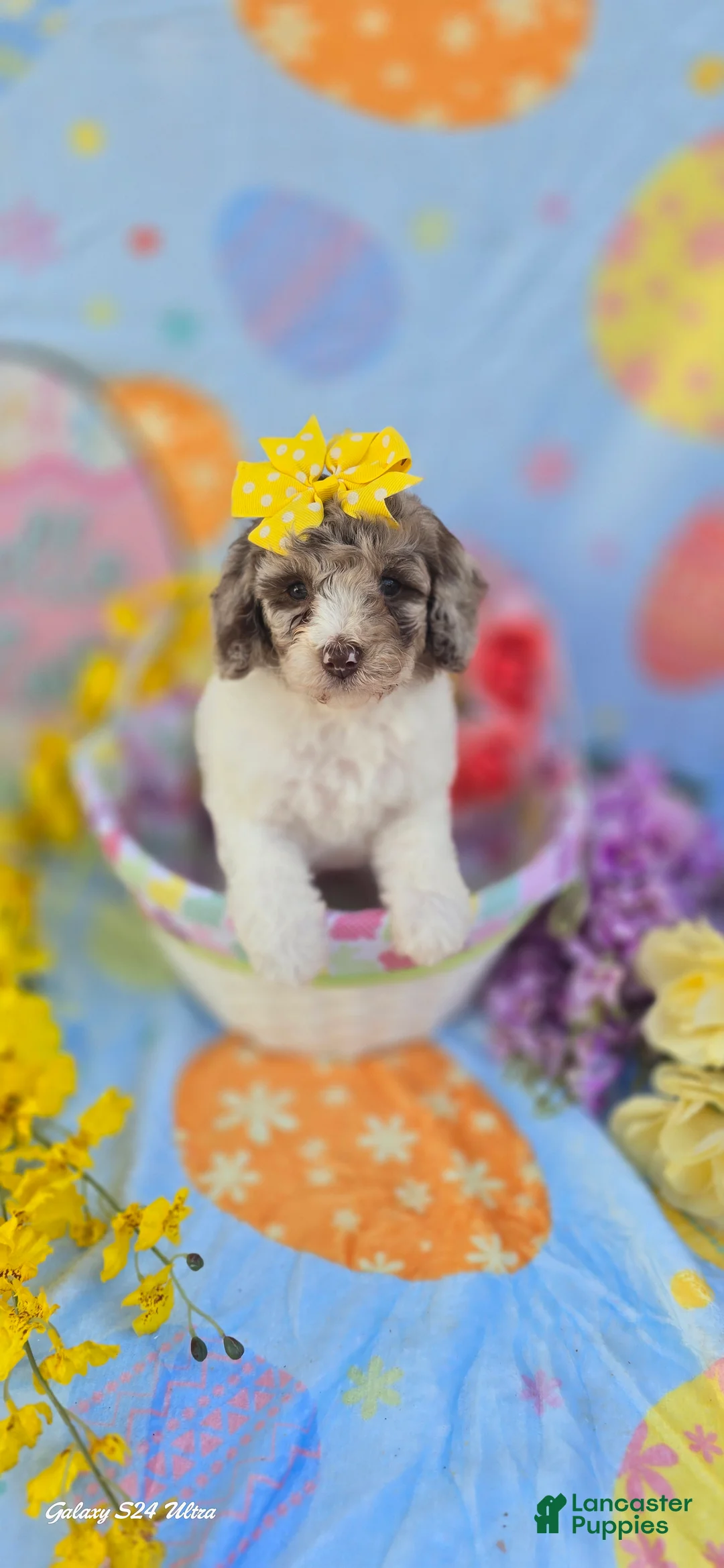 Mini Goldendoodle dogs for sale: Pippin - Ad 1