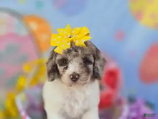 Mini Goldendoodle dogs Pippin - Ad 17