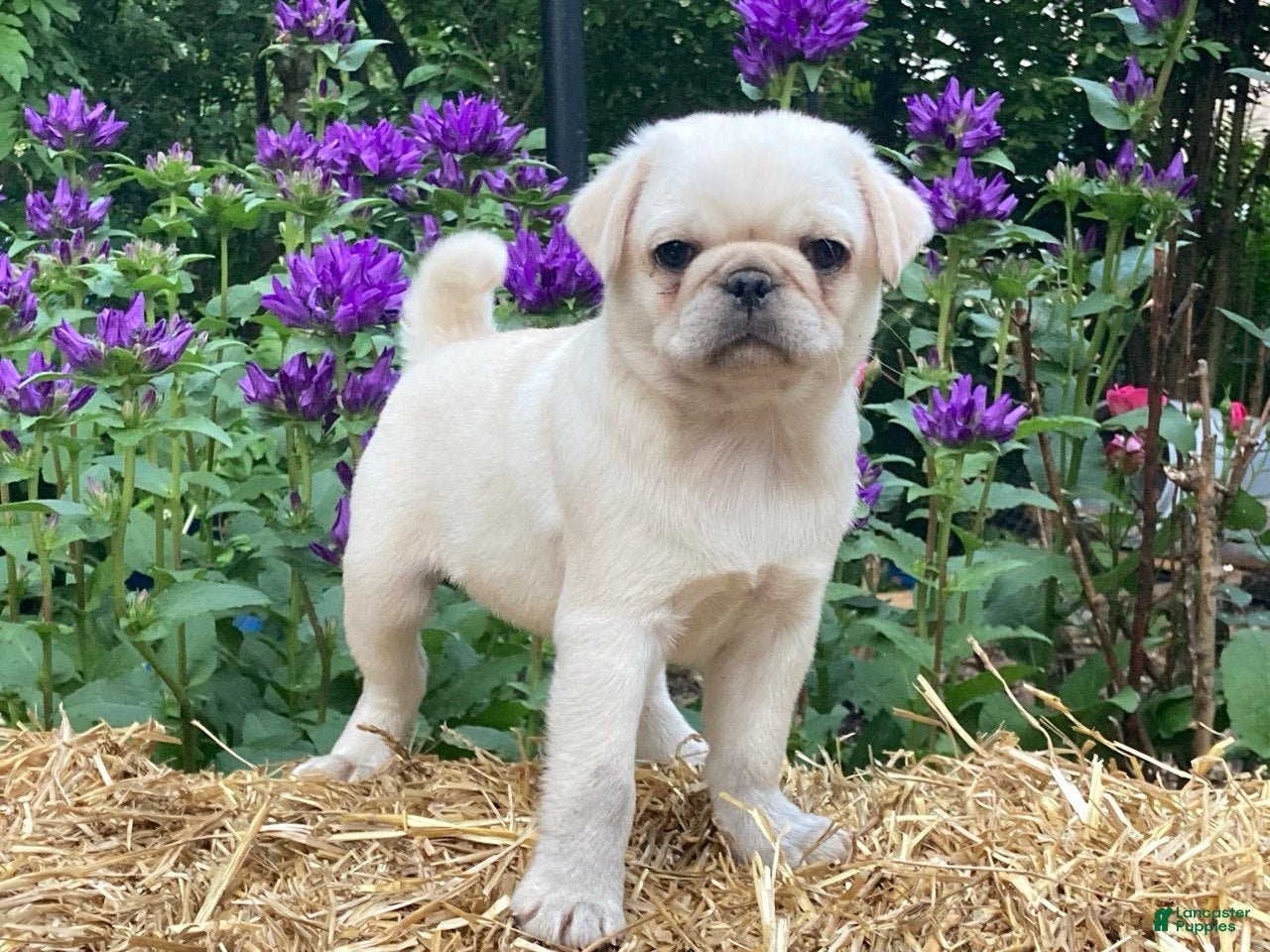 Pug dogs Sugar - Ad 1