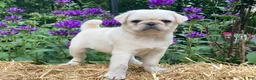 Pug dogs for sale: Sugar - Ad 1