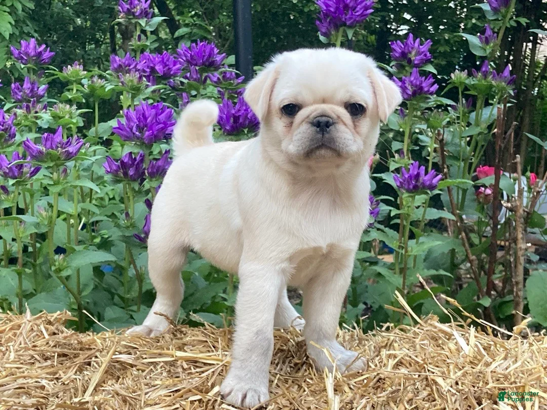 Pug dogs for sale: Sugar - Ad 1