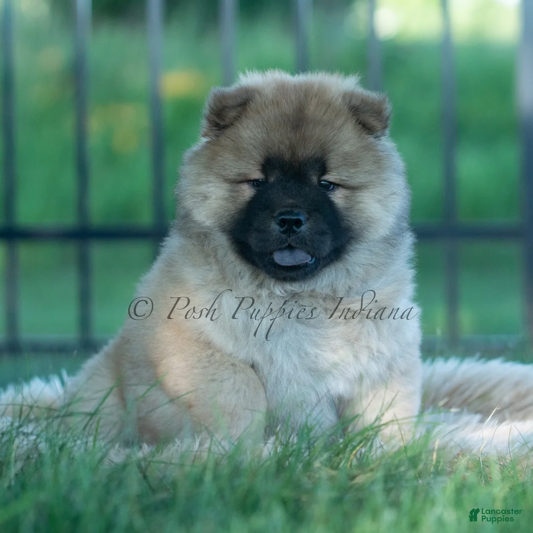 Chow Chow dogs for sale: Beast - Ad 9