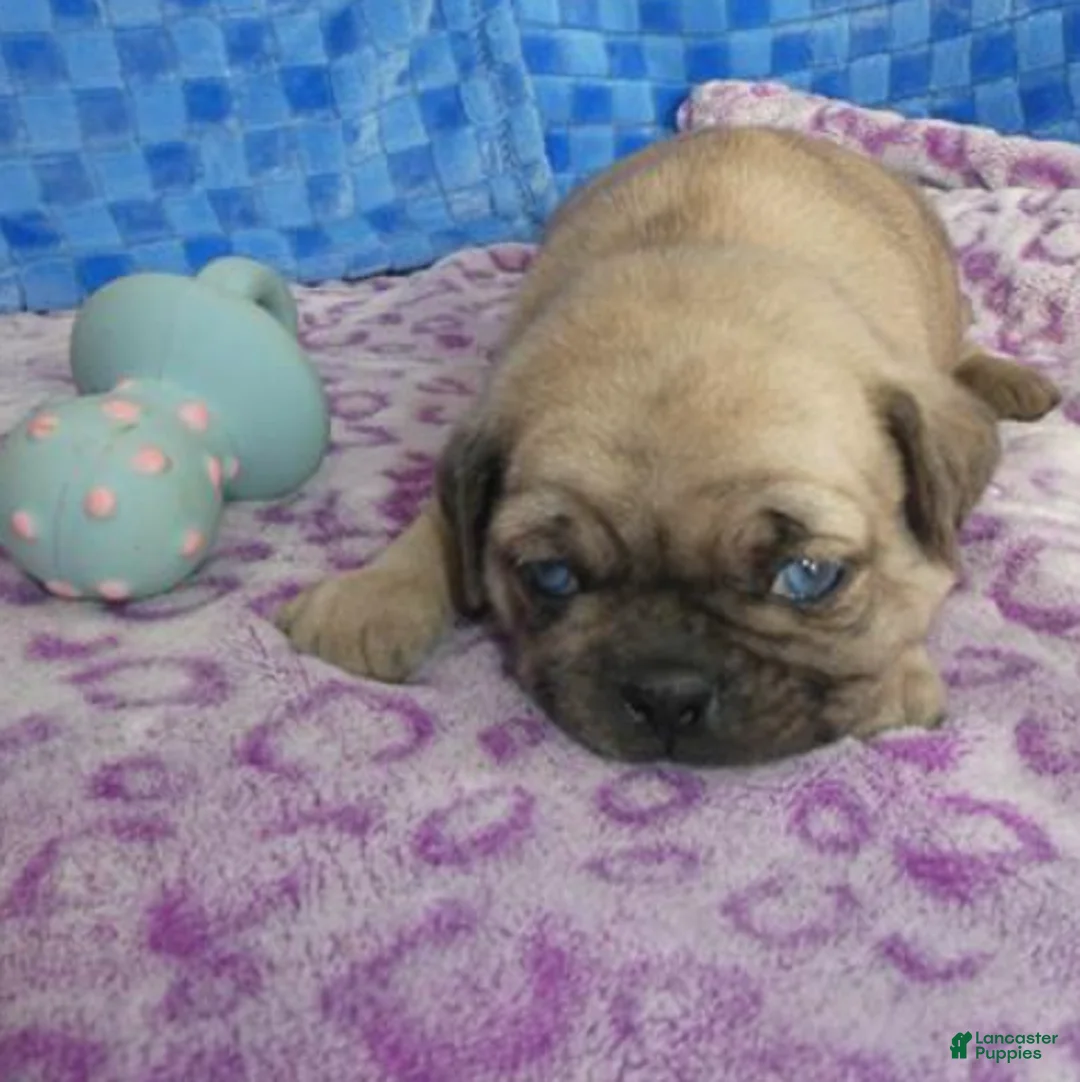 Pug dogs for sale: Pug Puppy 1 - Ad 3