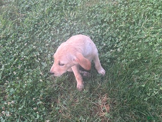 Goldador dogs - Ad 7