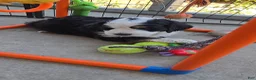 Bernedoodle dogs for sale: Bernedoodle 1 Blue Collar  - Ad 5
