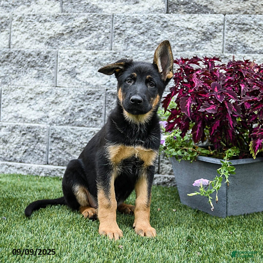 Carly for sale in Quarryville Lancaster Puppies