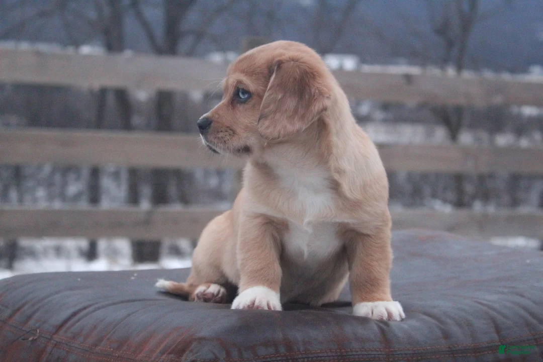 Mixed Breed dogs for sale: Adelise - Ad 4