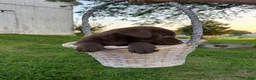 Mixed Breed dogs for sale: Cocoa - Ad 4