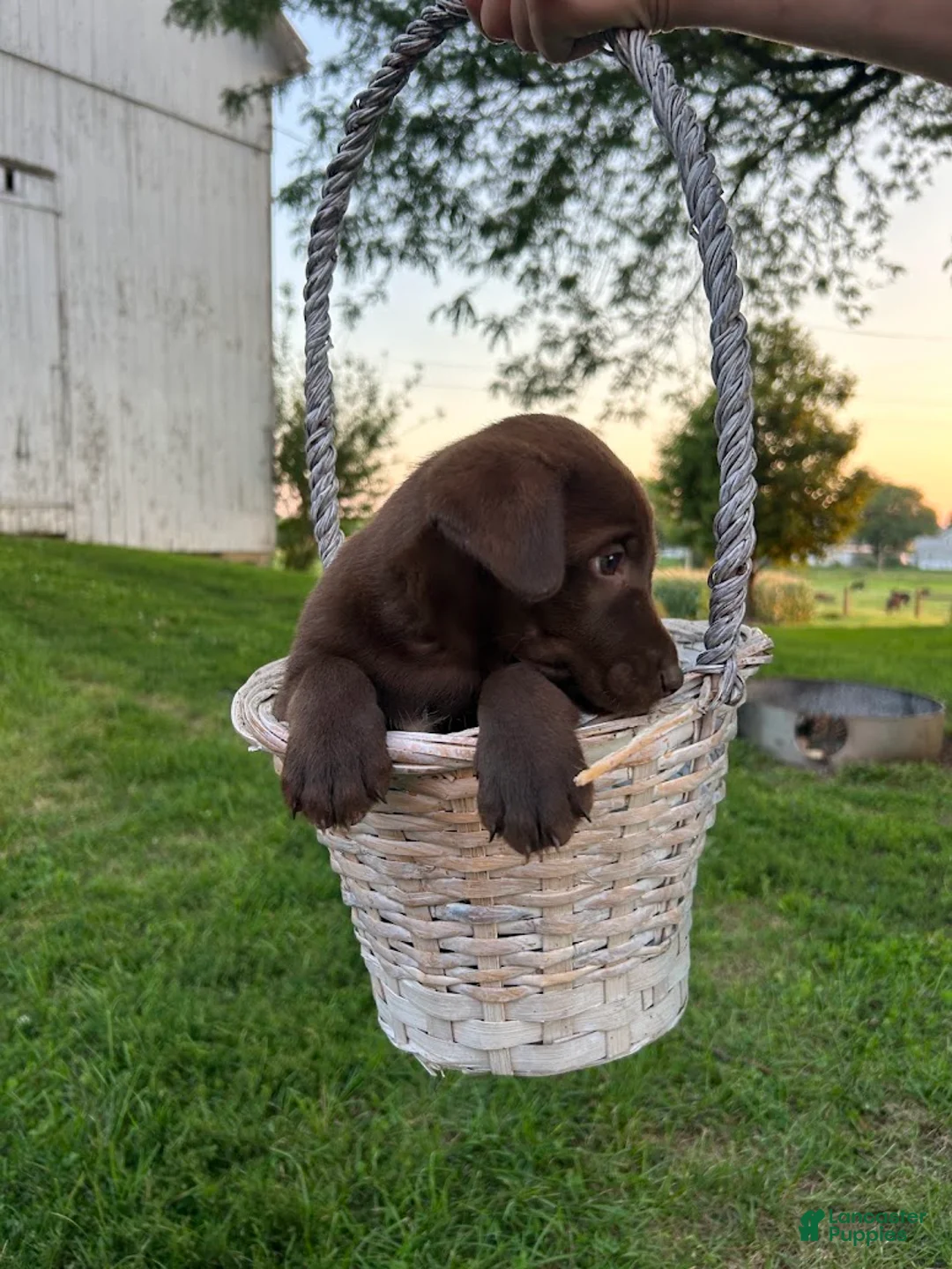 Mixed Breed dogs for sale: Cocoa - Ad 4