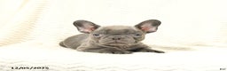 French Bulldog dogs for sale: Blueberry - Ad 1