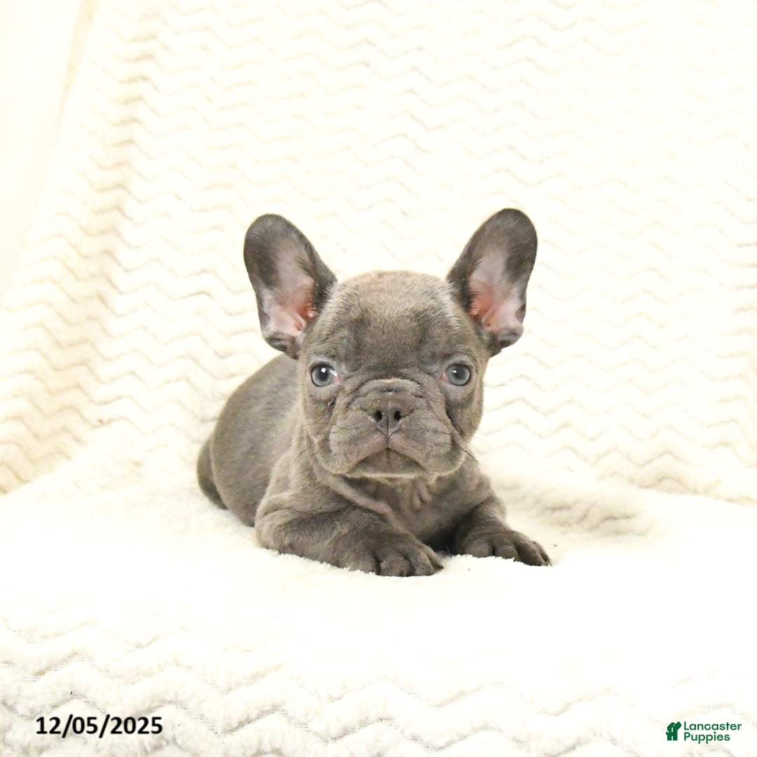 French Bulldog dogs for sale: Blueberry - Ad 1