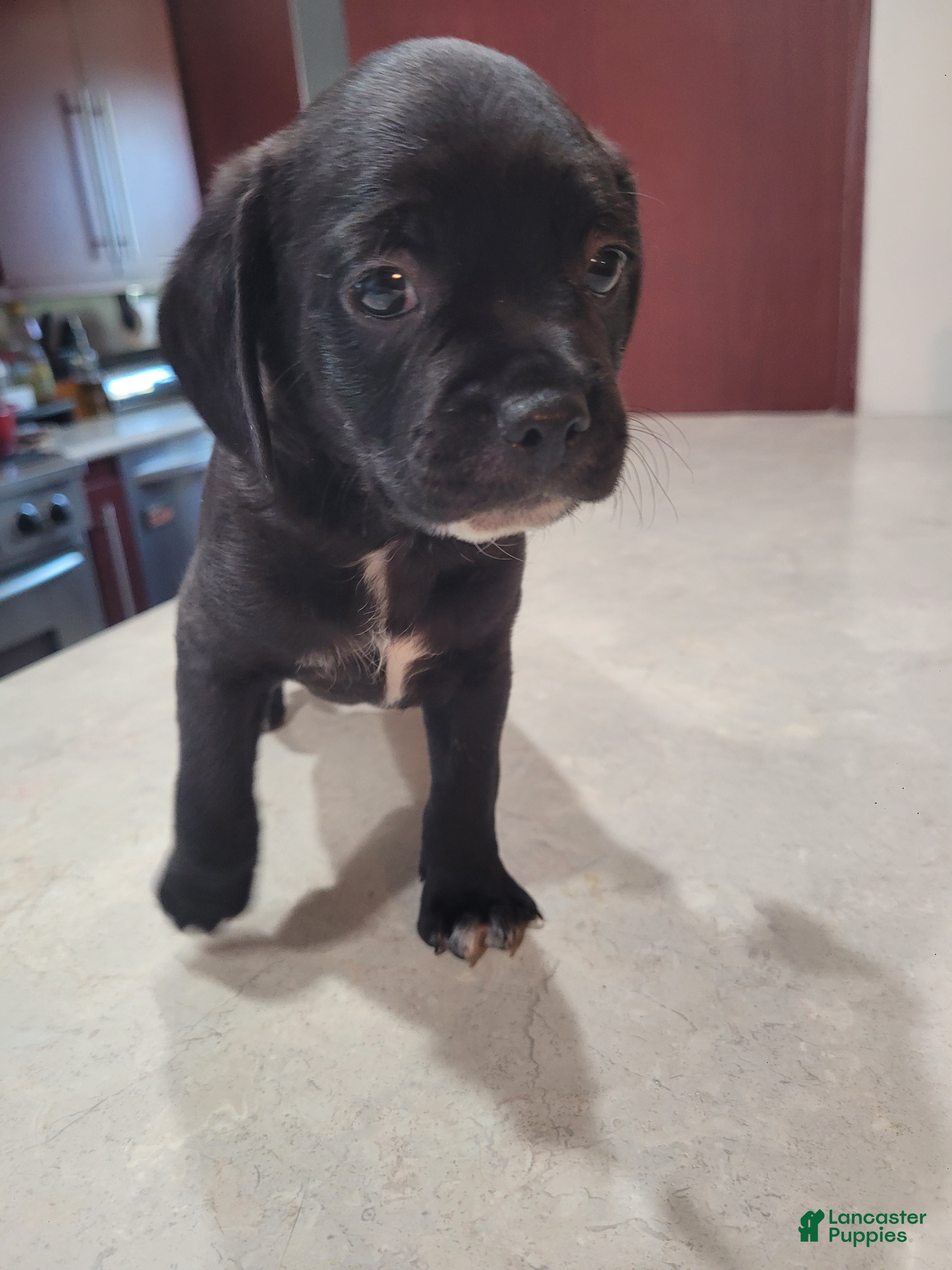 Mixed Breed dogs for sale: Mixed Breed 5 - Ad 1