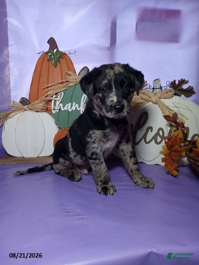 Mixed Breed dogs Patches - Ad 1