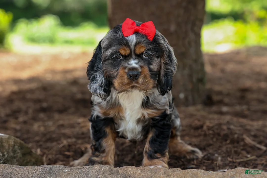 Cocker Spaniel dogs for sale: Brunson 🐶💙 - Ad 1