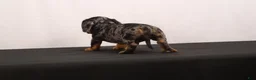 Dachshund dogs for sale: Fido - Ad 5