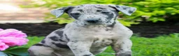 Great Dane dogs for sale: Rayna  - Ad 3