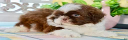 Shih Tzu dogs for sale: Brett - Ad 12