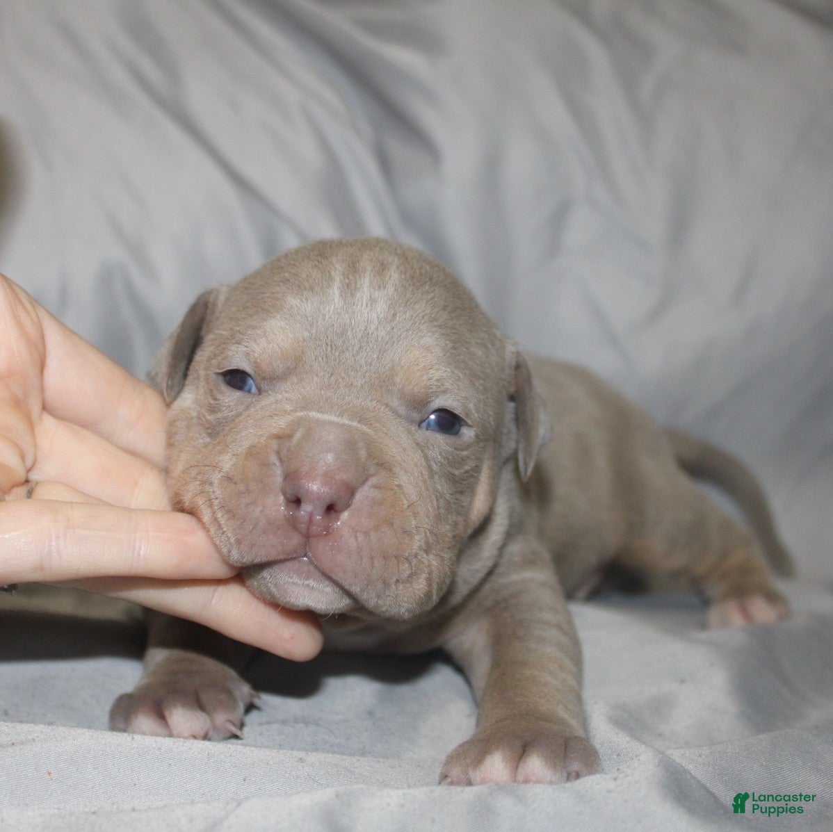 American Bully dogs Lykin - Ad 38