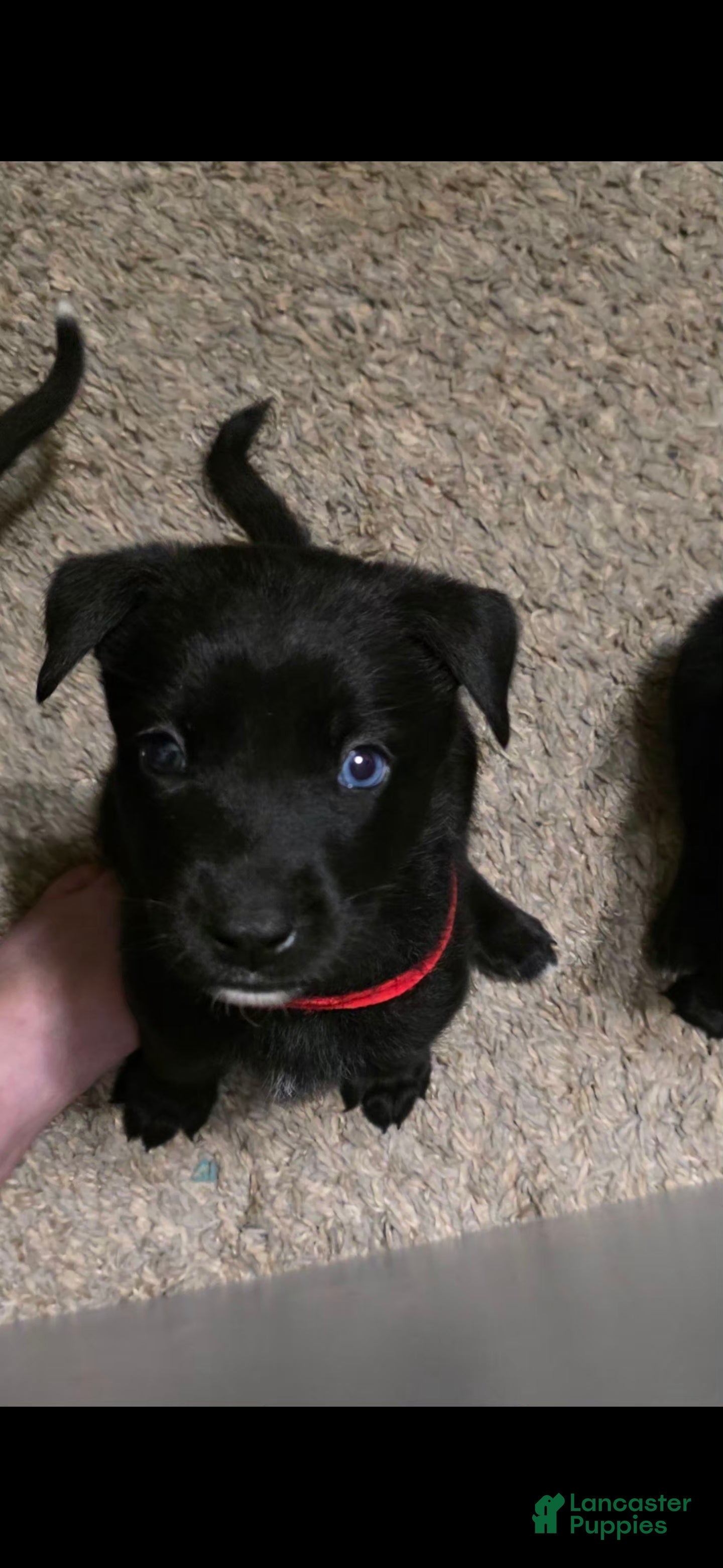 Mixed Breed dogs Phoenix  - Ad 2
