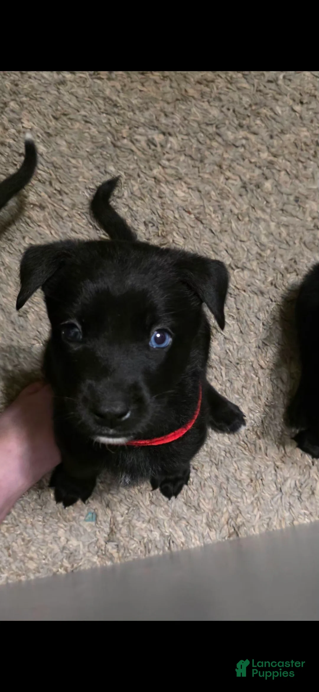 Mixed Breed dogs for sale: Phoenix  - Ad 2