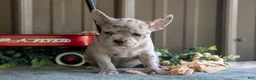 Mixed Breed dogs for sale: Bessie - Ad 3