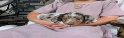 Miniature Dachshund dogs for sale: Miniature Dachshund 5 - Ad 3