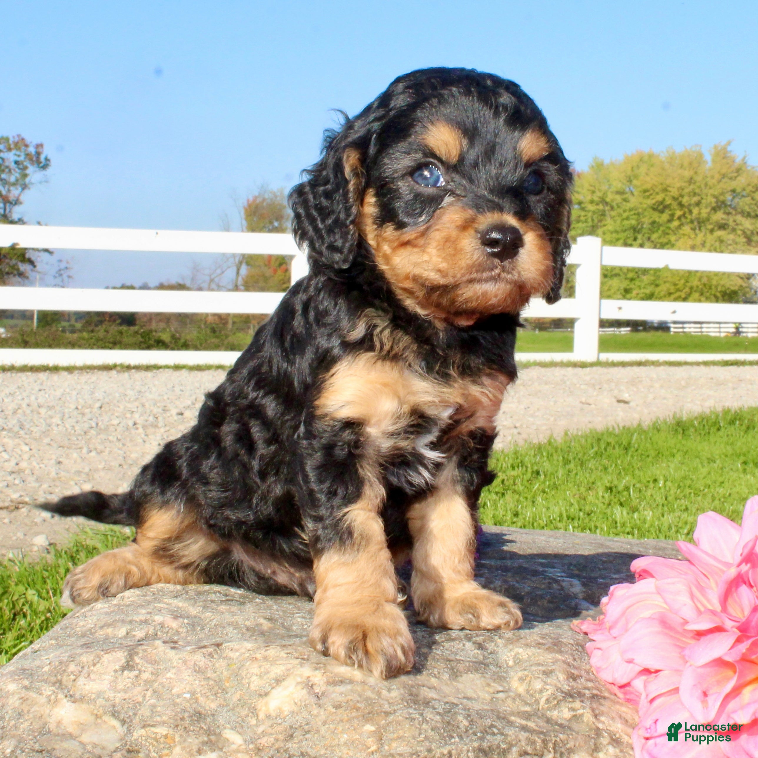Cavapoo dogs Frankie Male Cavapoo - Ad 2