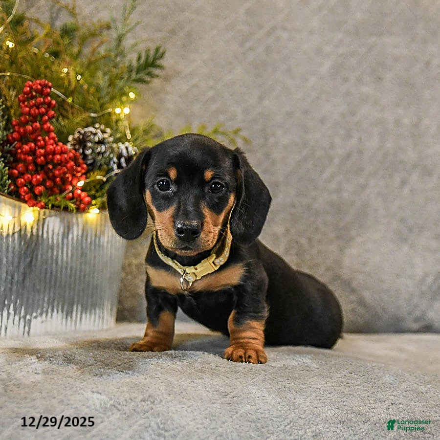 Dachshund dogs Truffles - Ad 2