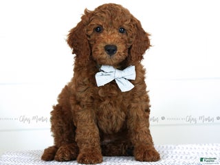 Mini Goldendoodle dogs - Ad 7