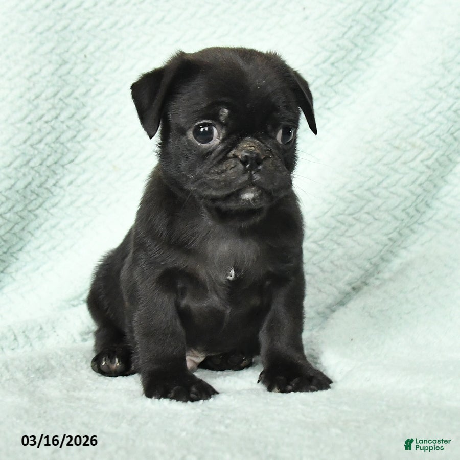 Pug dogs Admiral - Ad 2