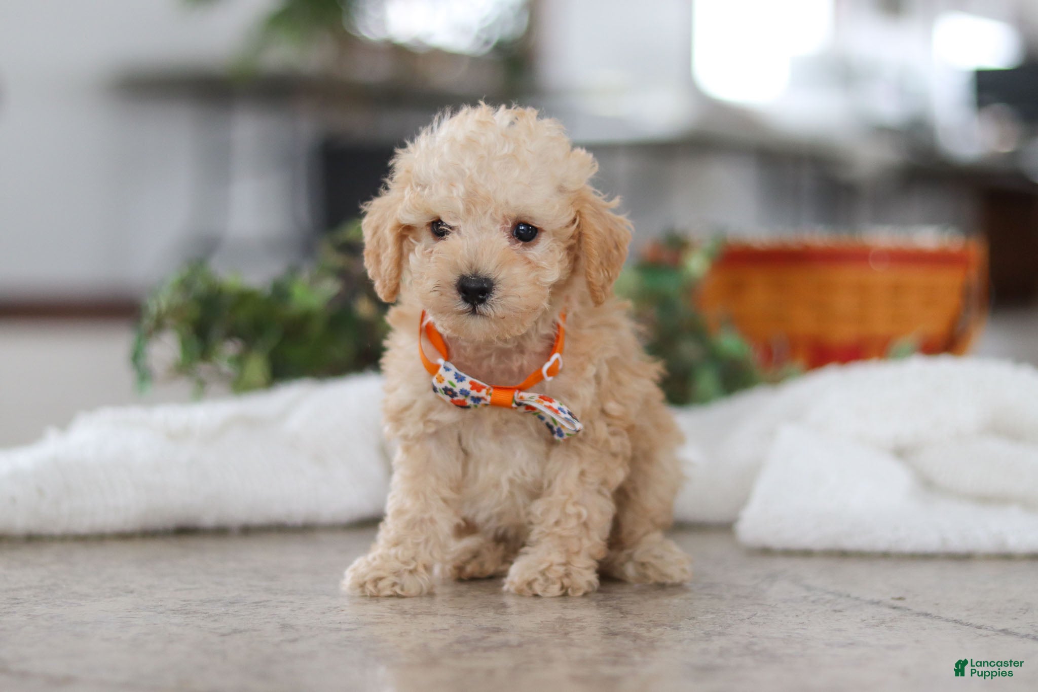 Schnoodle dogs Atlas - Ad 9