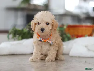 Schnoodle dogs Atlas - Ad 9