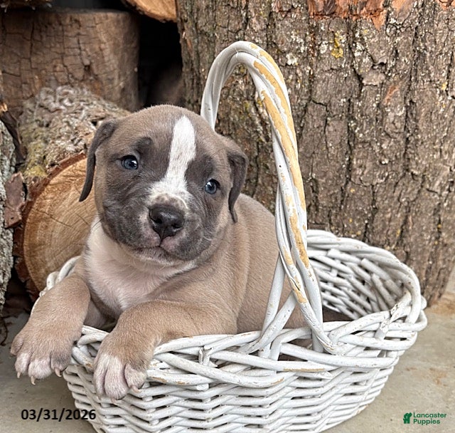 Mixed Breed dogs Sullivan - Ad 1