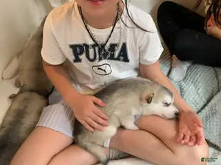 Alaskan Malamute dogs Olive—Reserved - Ad 7