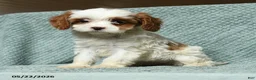 Cavapoo dogs for sale: Bengal - Ad 2