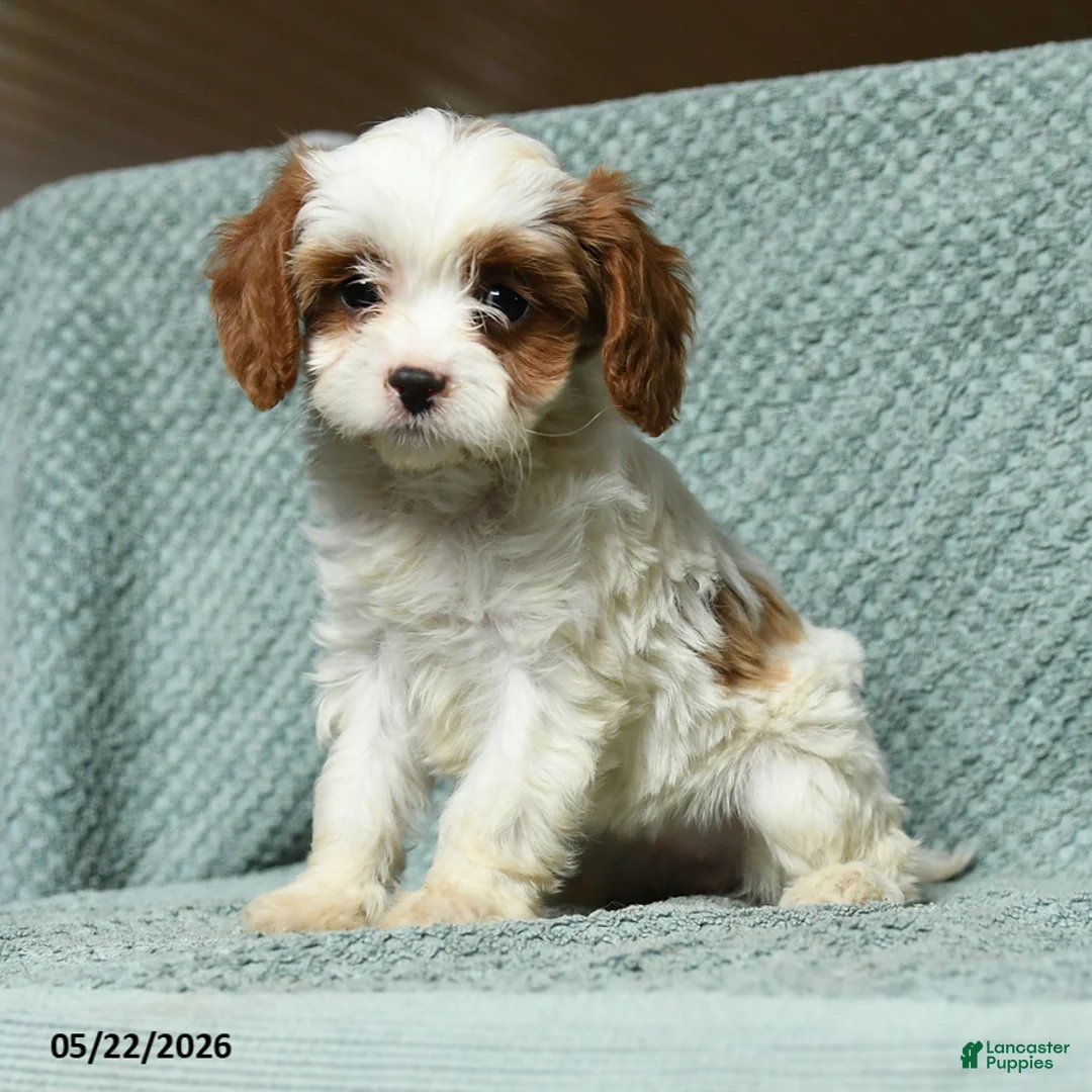 Cavapoo dogs for sale: Bengal - Ad 2