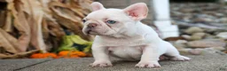 French Bulldog dogs for sale: Ronnie🐾 - Ad 17
