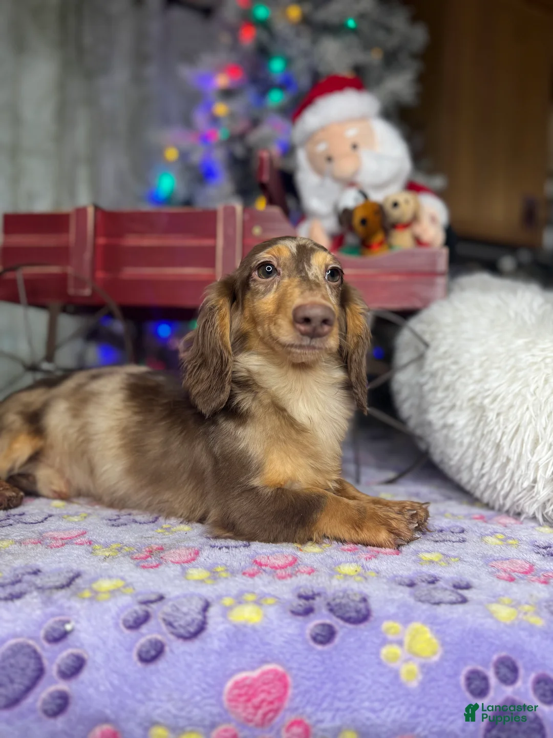 Miniature Dachshund dogs for sale: Milk Dud 6 lbs fully grown! - Ad 9