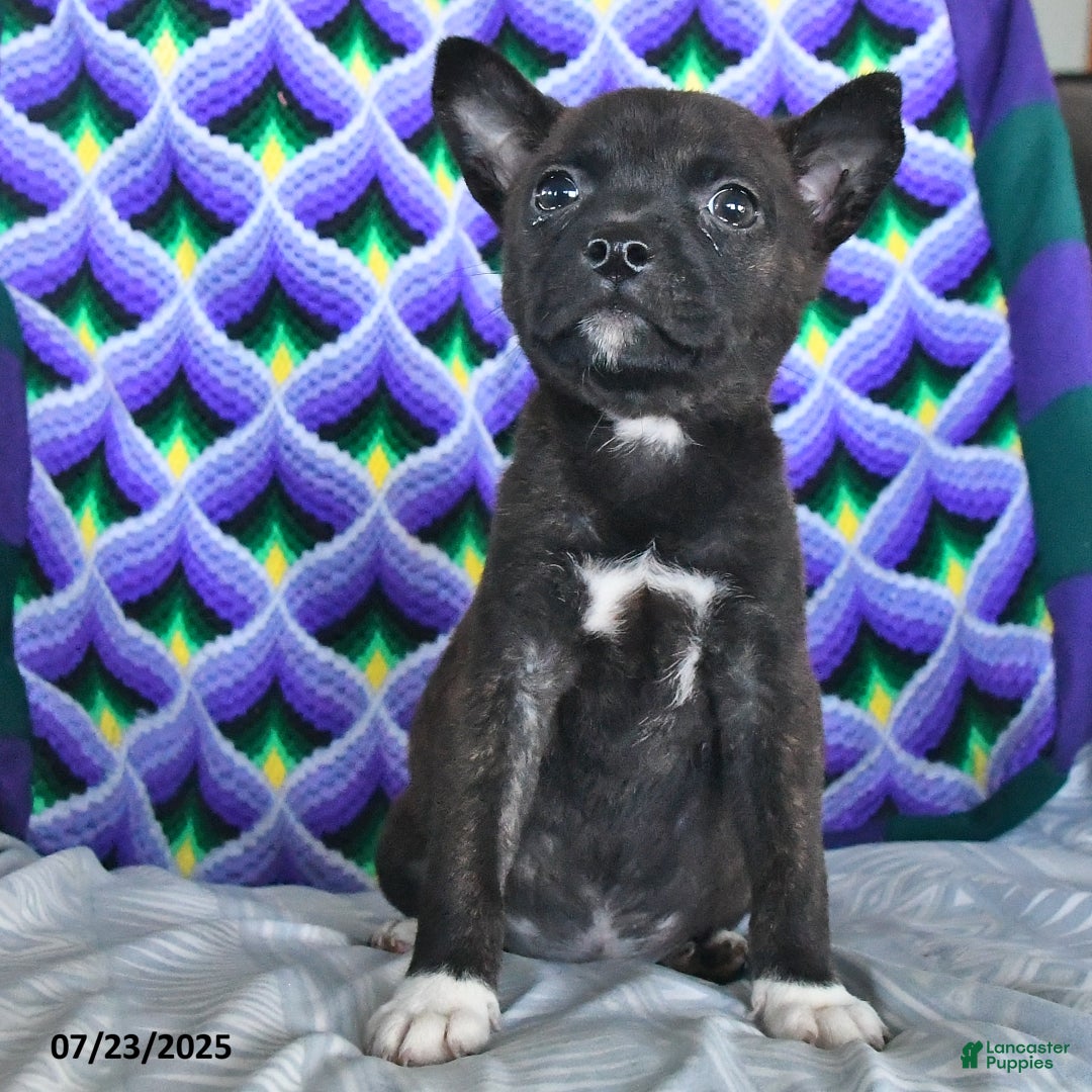 Other breed dogs for sale: Babe - Ad 10