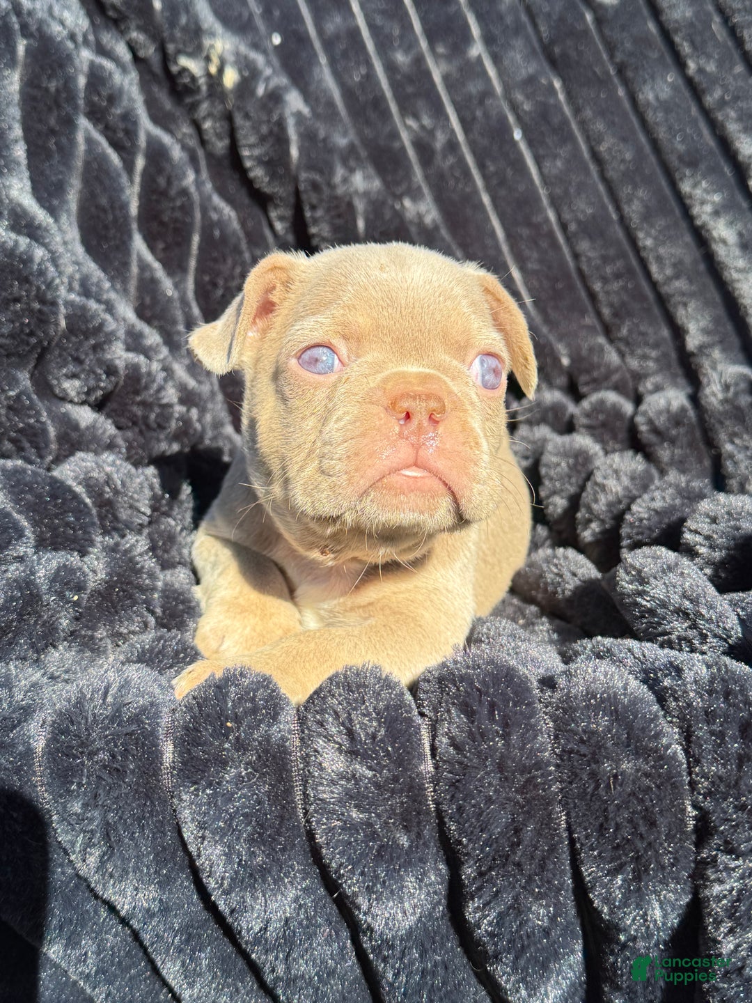 French Bulldog dogs for sale: French Bulldog Puppy 1 - Ad 17
