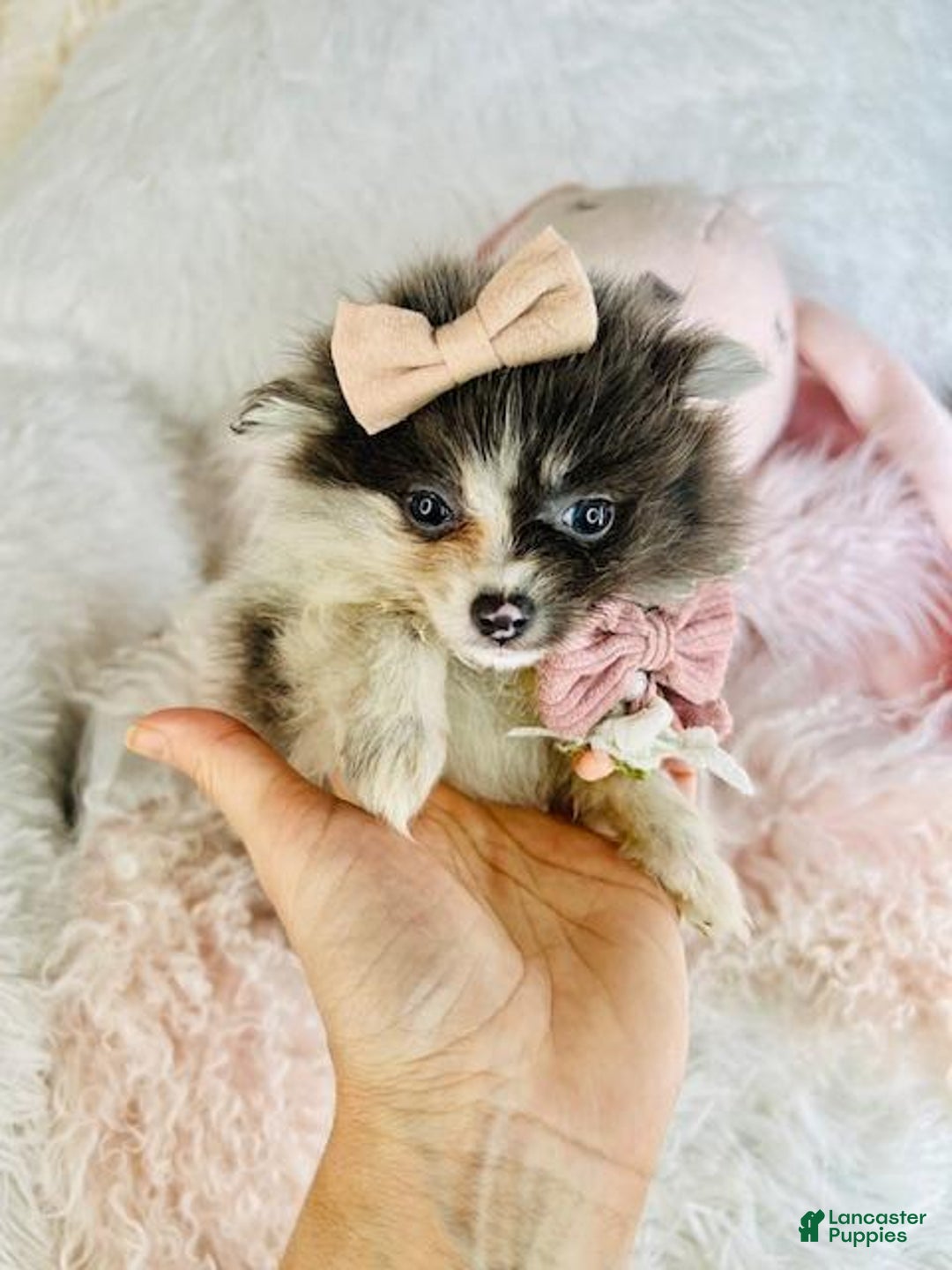 Pomeranian dogs for sale: Pomeranian Puppy 2 - Ad 1