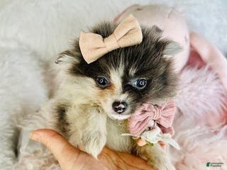 Pomeranian dogs Pomeranian Puppy 2 - Ad 12