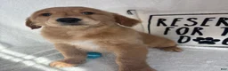 Golden Retriever dogs for sale: Grover - Ad 3
