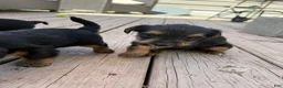 Yorkiepoo dogs for sale: Sunflower  - Ad 3