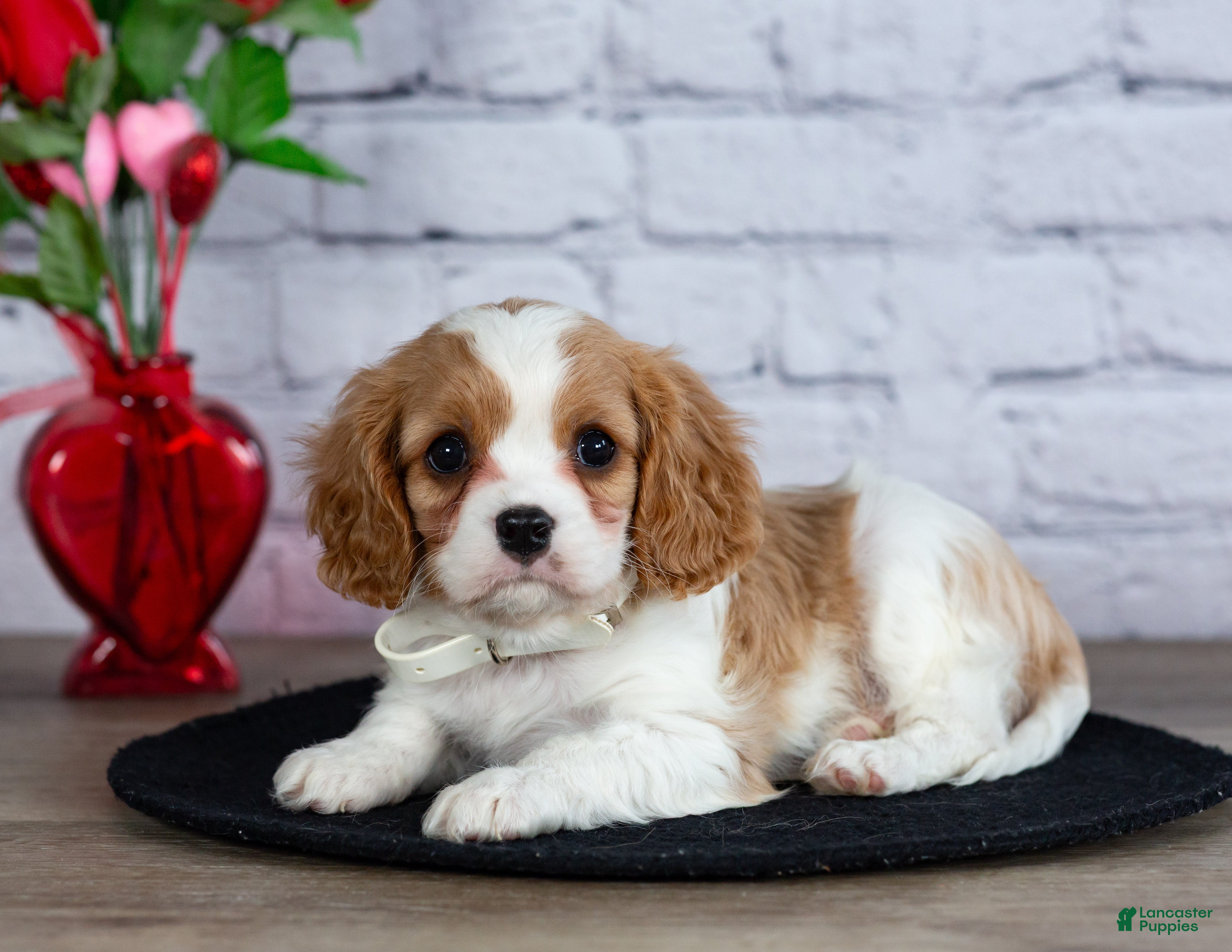Cavalier King Charles Spaniel dogs Loyal - Ad 2