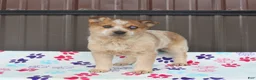 Mixed Breed dogs for sale: Diva - Ad 2