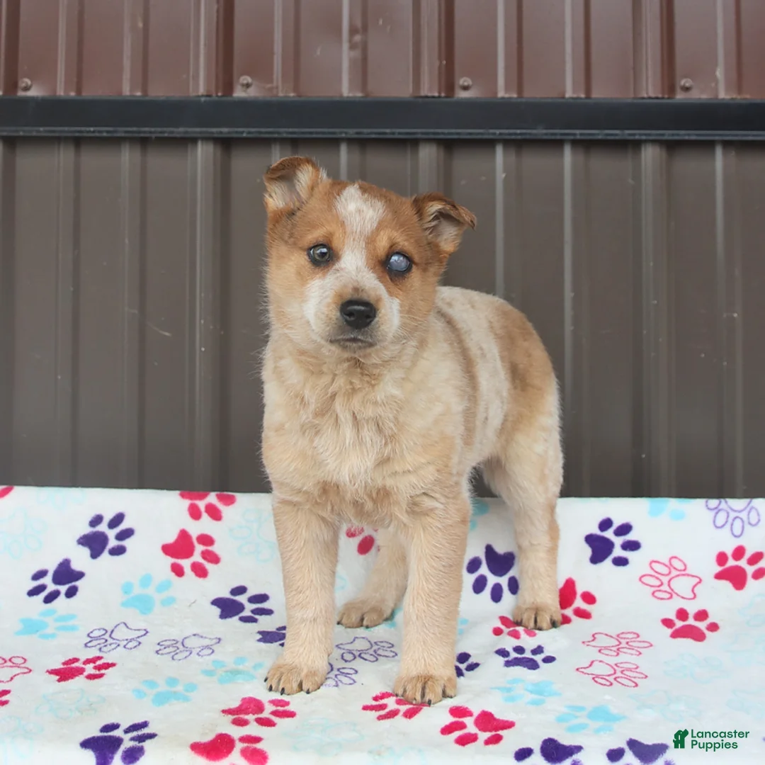 Mixed Breed dogs for sale: Diva - Ad 2