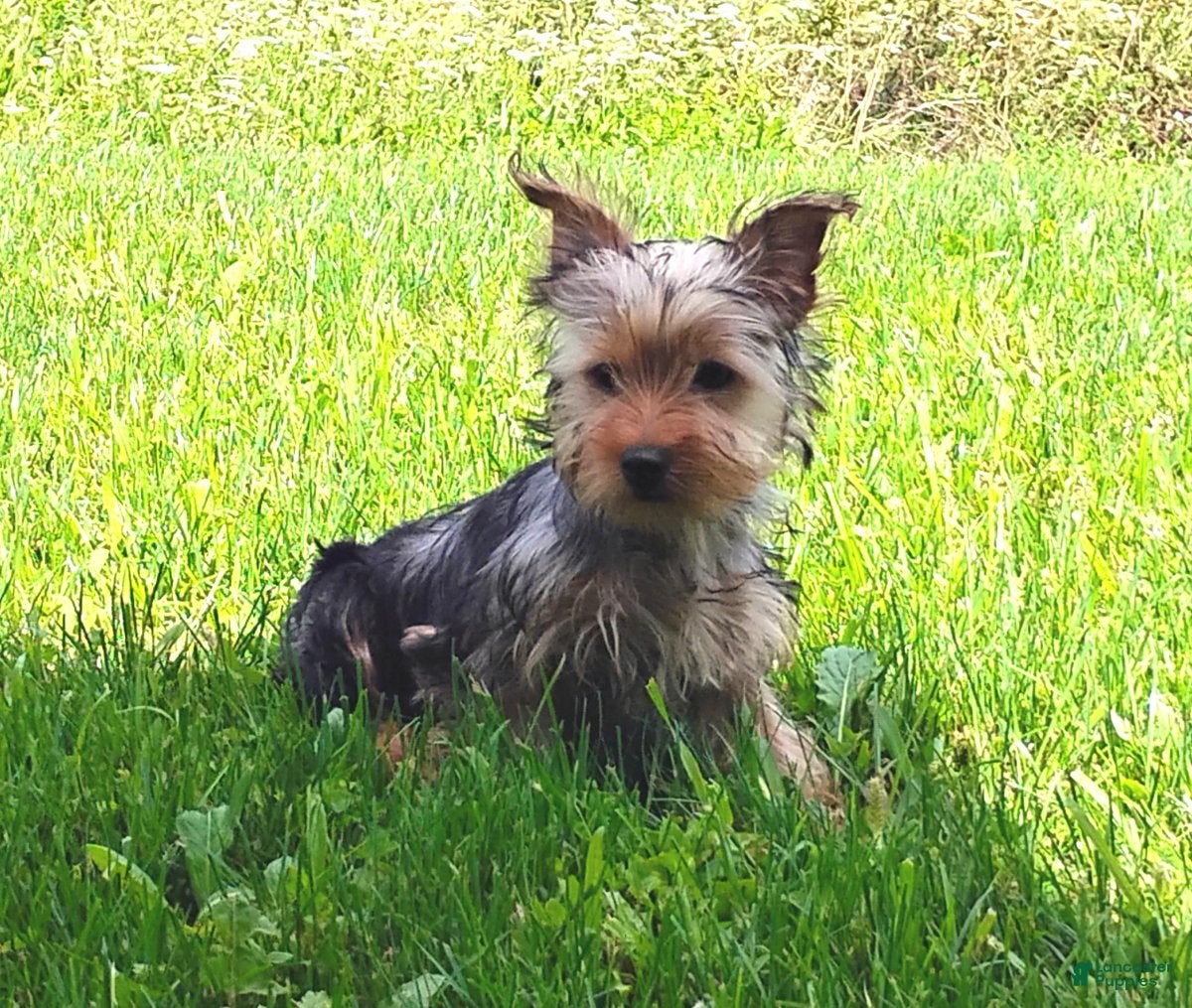 Yorkshire Terrier dogs Lilibet - Ad 1